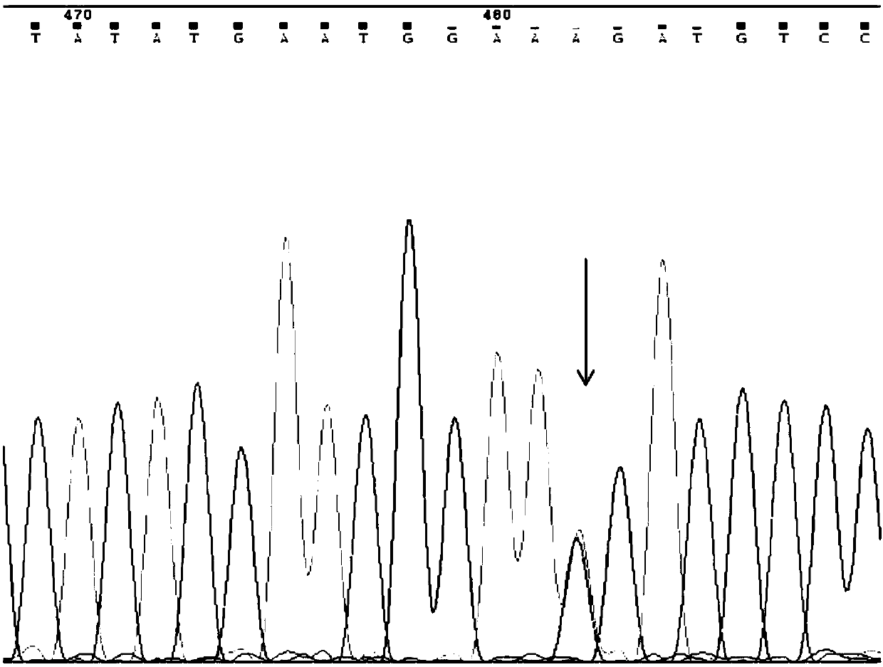 Purification method for domestic rabbits with Belgian hair color based on genotype selection