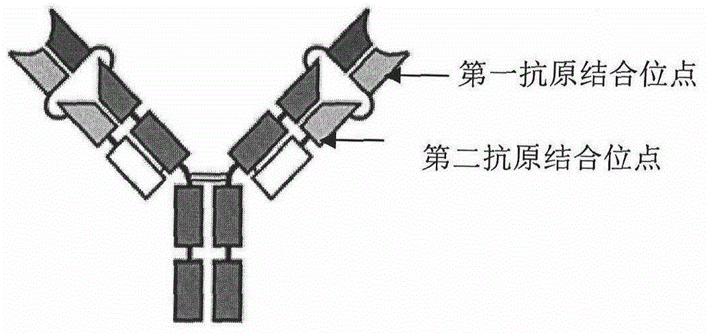 Anti-CTLA-4 and PD-1 dual variable domain immunoglobulin