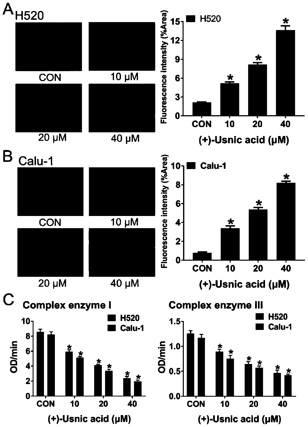 Application of d-usnic acid or combination of d-usnic acid and paclitaxel in preparing drug for treating and resisting lung squamous carcinoma