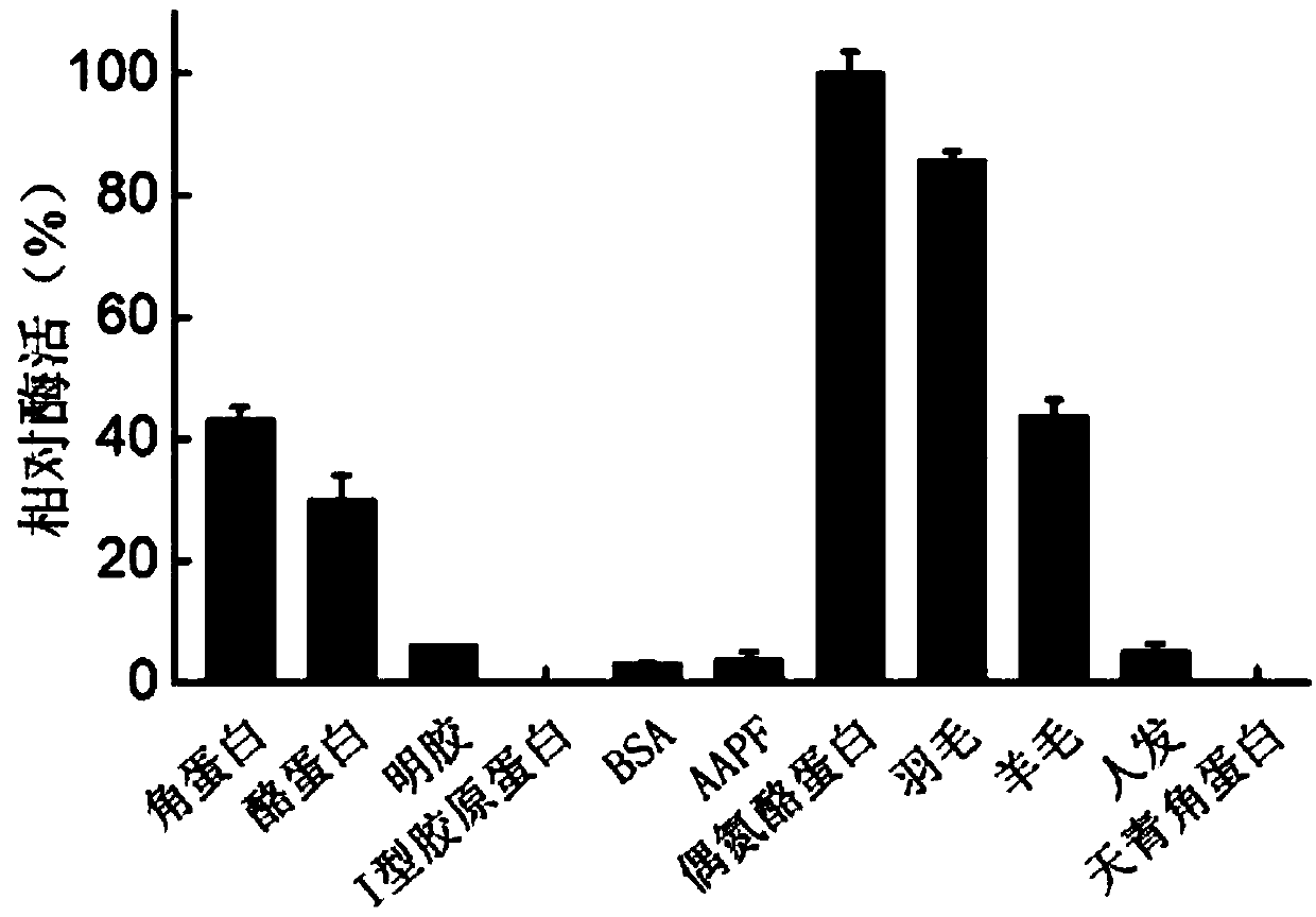 Compound of keratinase and application in industrial production