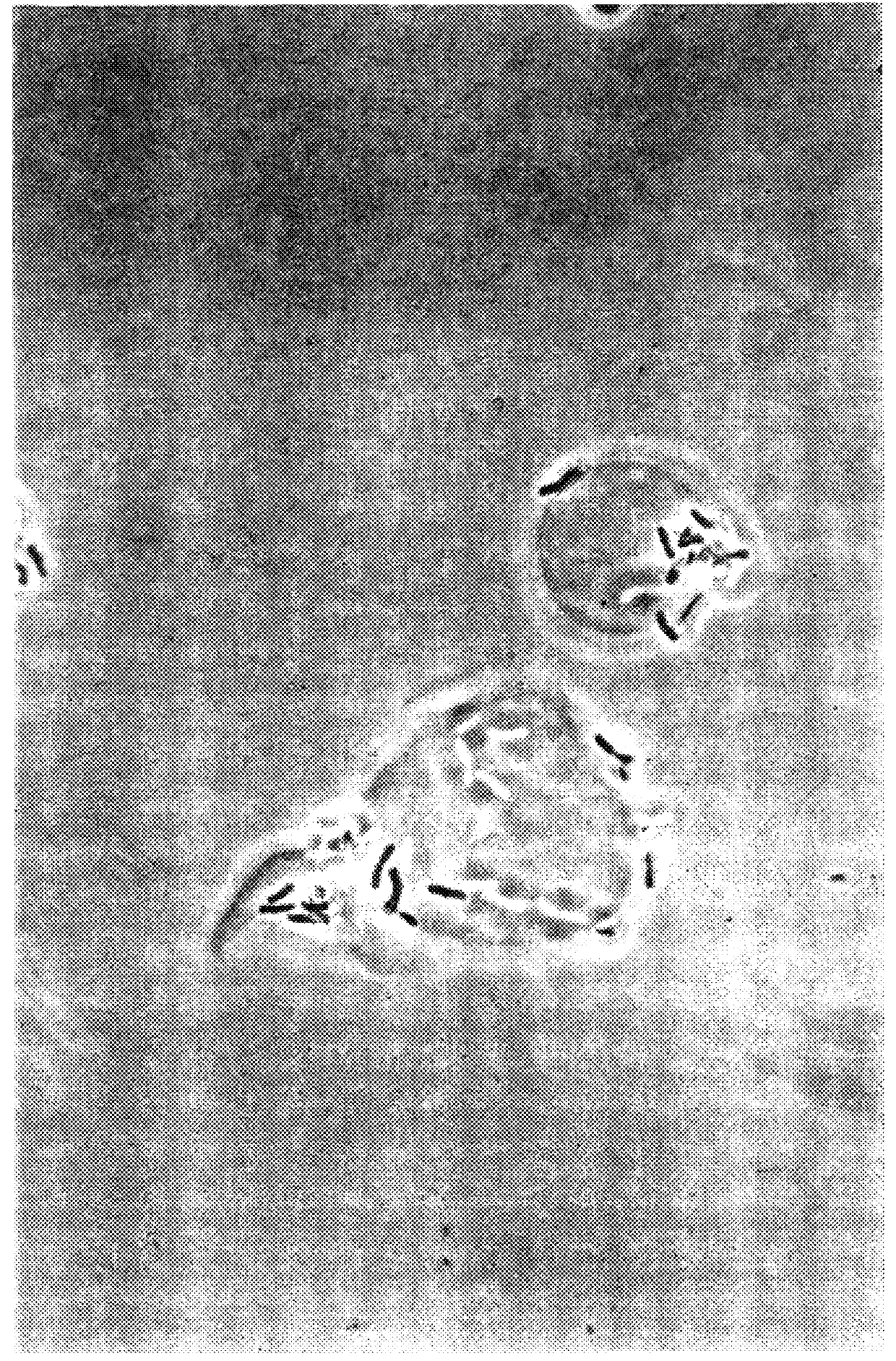 Probiotic compositions