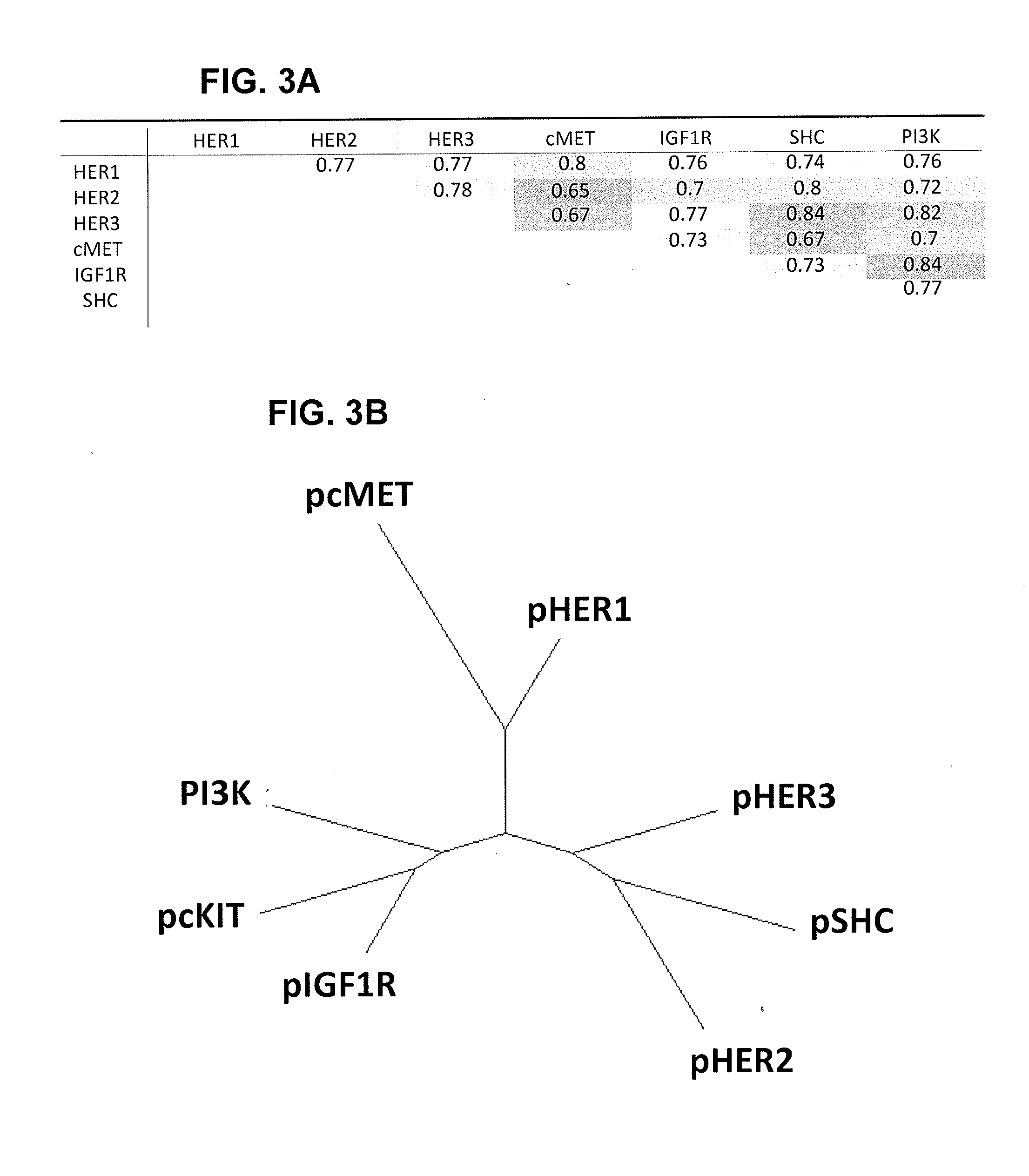 Methods for predicting and improving the survival of gastric cancer patients