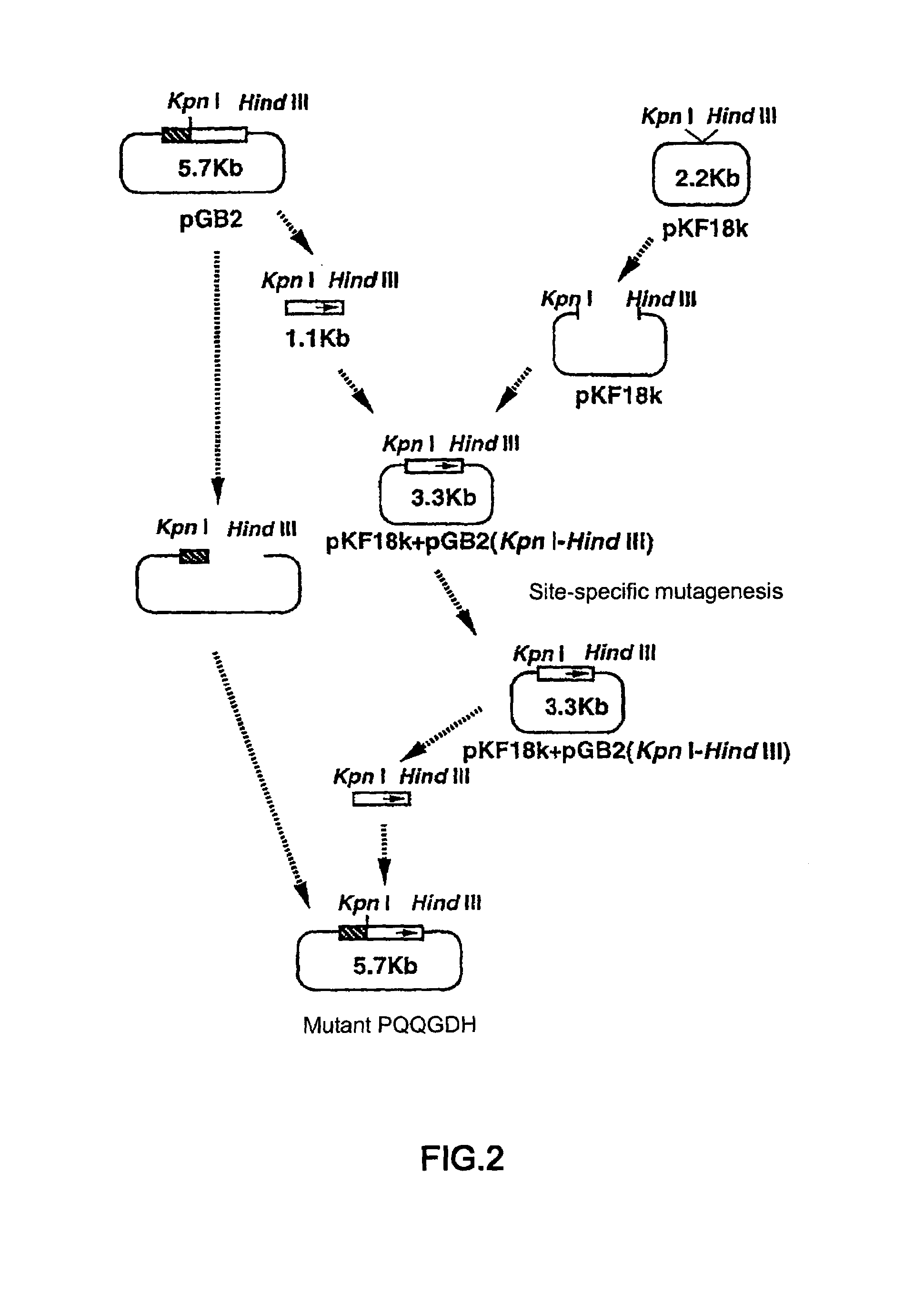 Glucose dehydrogenase