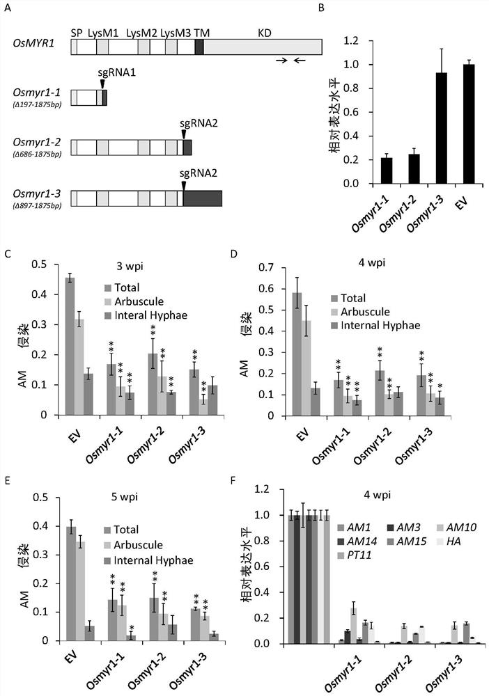 A method for engineering cereal crops to recognize nodulation factors and increase the number of rhizobia colonization