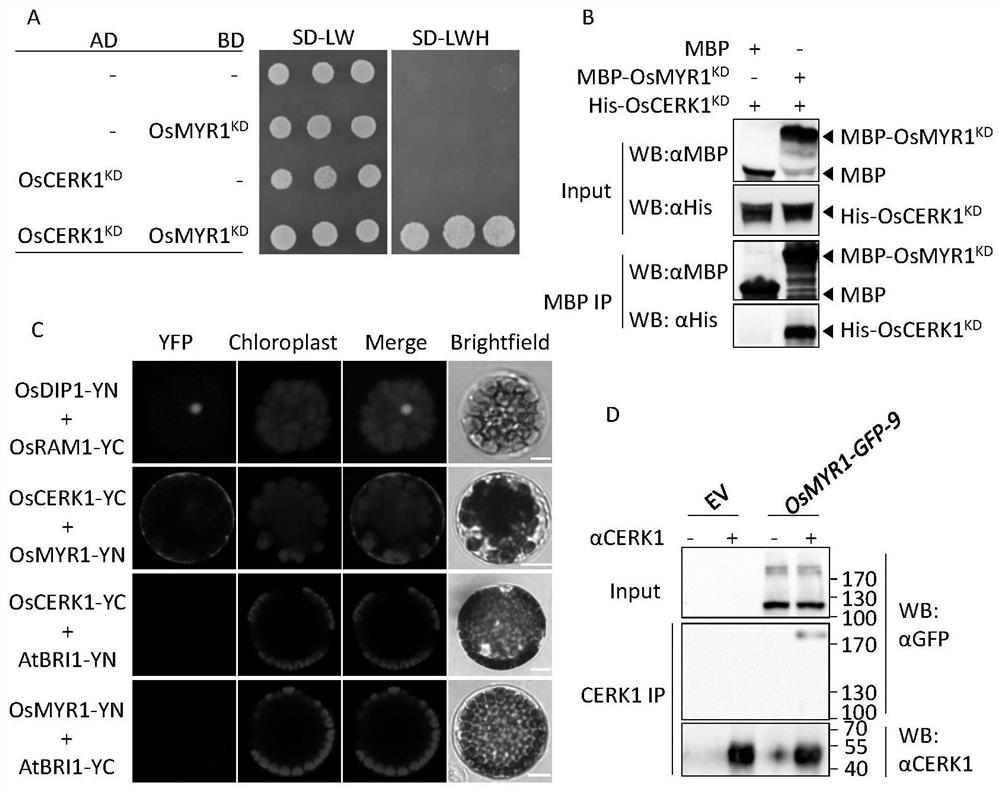 A method for engineering cereal crops to recognize nodulation factors and increase the number of rhizobia colonization