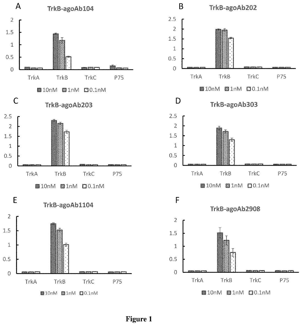 Anti-TrkB agonist antibodies binding to D5 domain of TrkB and methods of promoting neuronal survival in motor neuron injury, stroke or glaucoma