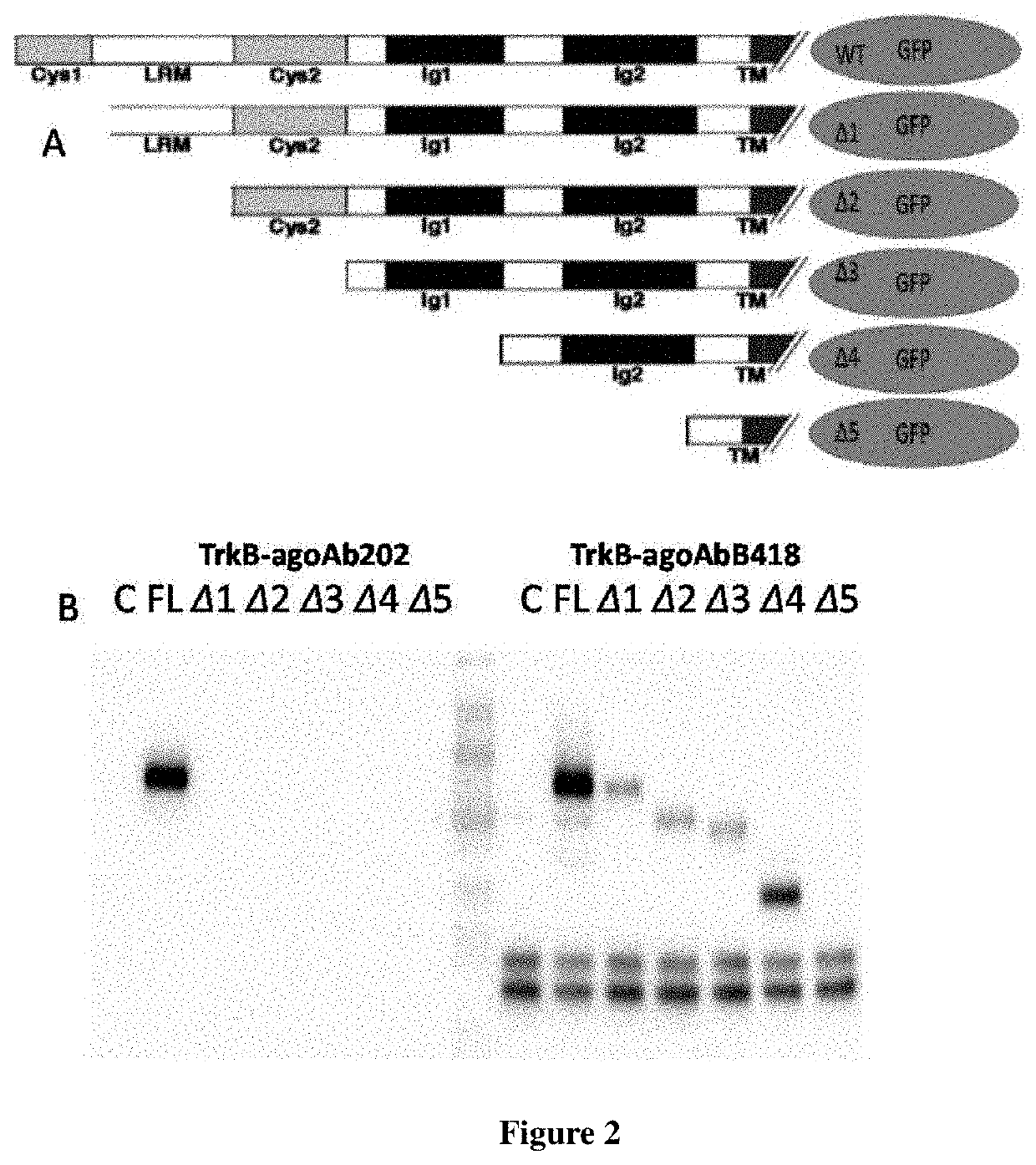 Anti-TrkB agonist antibodies binding to D5 domain of TrkB and methods of promoting neuronal survival in motor neuron injury, stroke or glaucoma