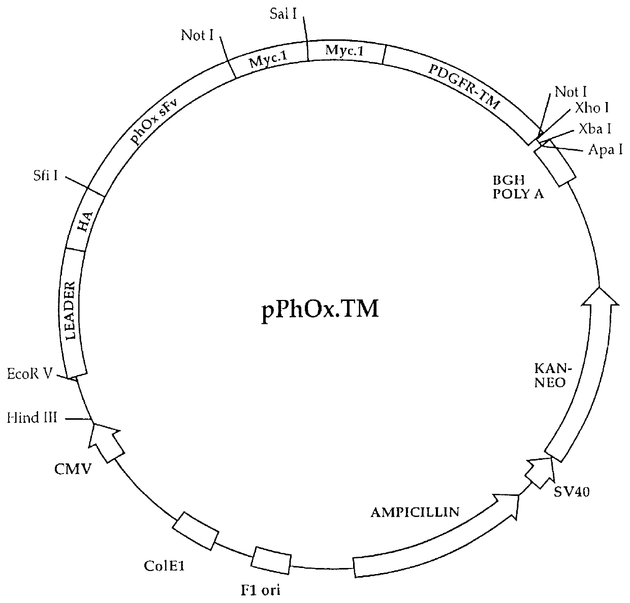 System for isolating and identifying eukaryotic cells transfected with genes and vectors, host cells and methods thereof