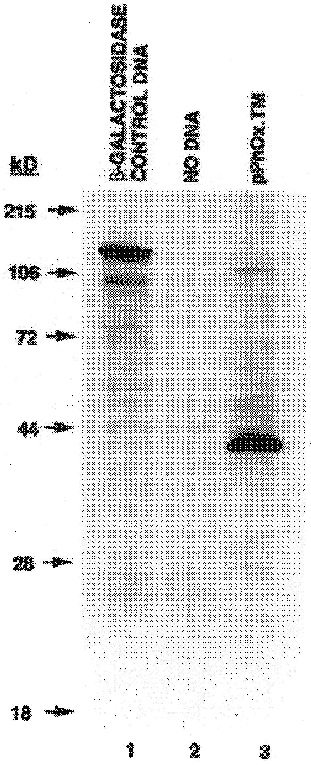 System for isolating and identifying eukaryotic cells transfected with genes and vectors, host cells and methods thereof