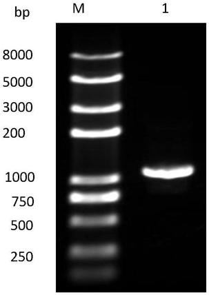 Organic solvent tolerant aminopeptidase LapA and preparation method and application thereof