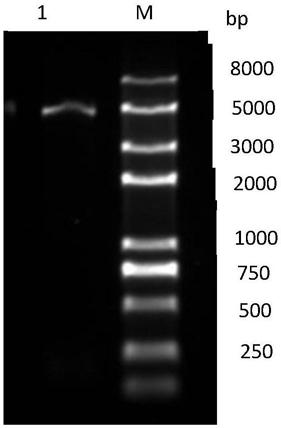 Organic solvent tolerant aminopeptidase LapA and preparation method and application thereof