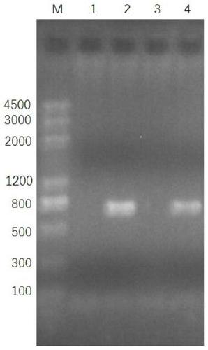 Recombinant protein for detecting toxoplasma gondii and encoding gene of recombinant protein