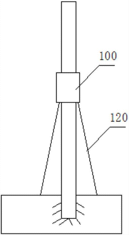 High-yield planting method for macadamia nuts