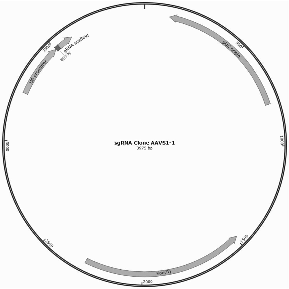 Pluripotent stem cell for expressing shRNA (short hairpin ribonucleic acid) and/or shRNA-miR of targeted IgE (immunoglobulin E) or derivative thereof