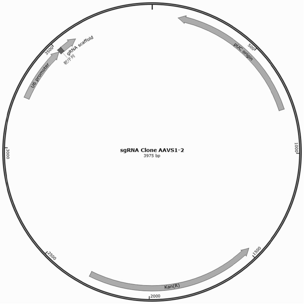 Pluripotent stem cell for expressing shRNA (short hairpin ribonucleic acid) and/or shRNA-miR of targeted IgE (immunoglobulin E) or derivative thereof