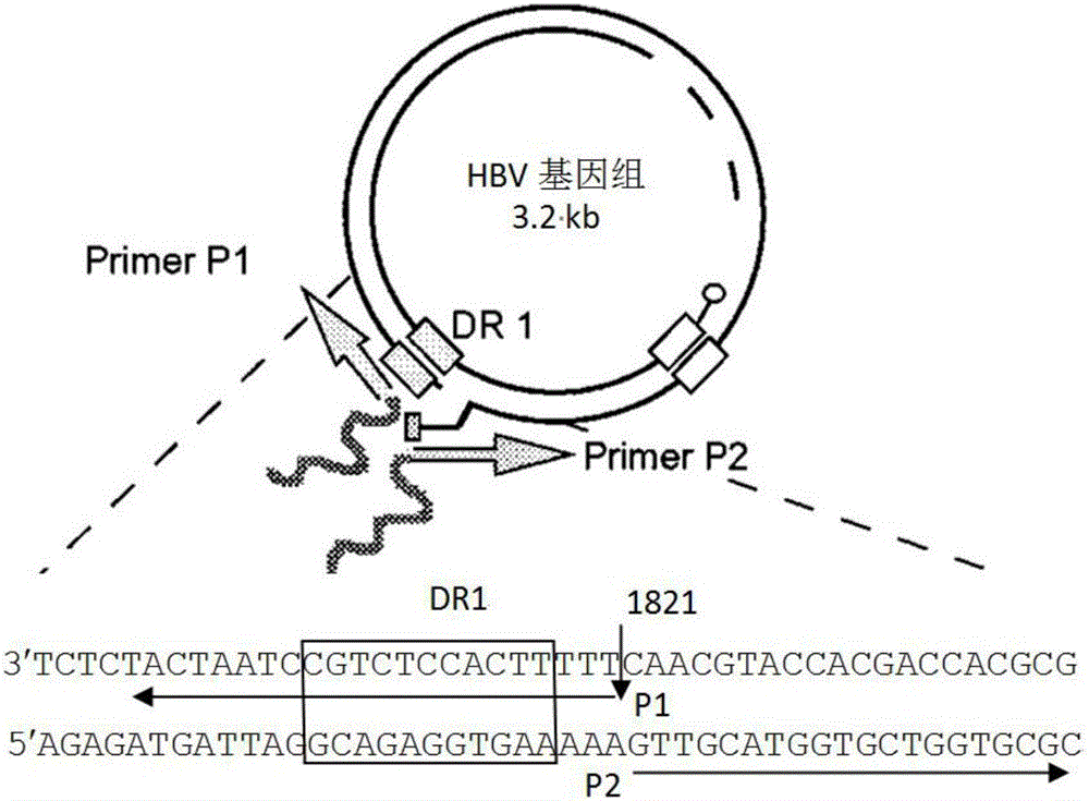 HBV-infected mouse model construction method and application