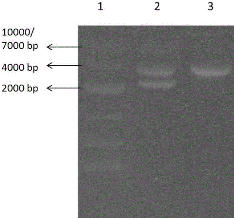 HBV-infected mouse model construction method and application