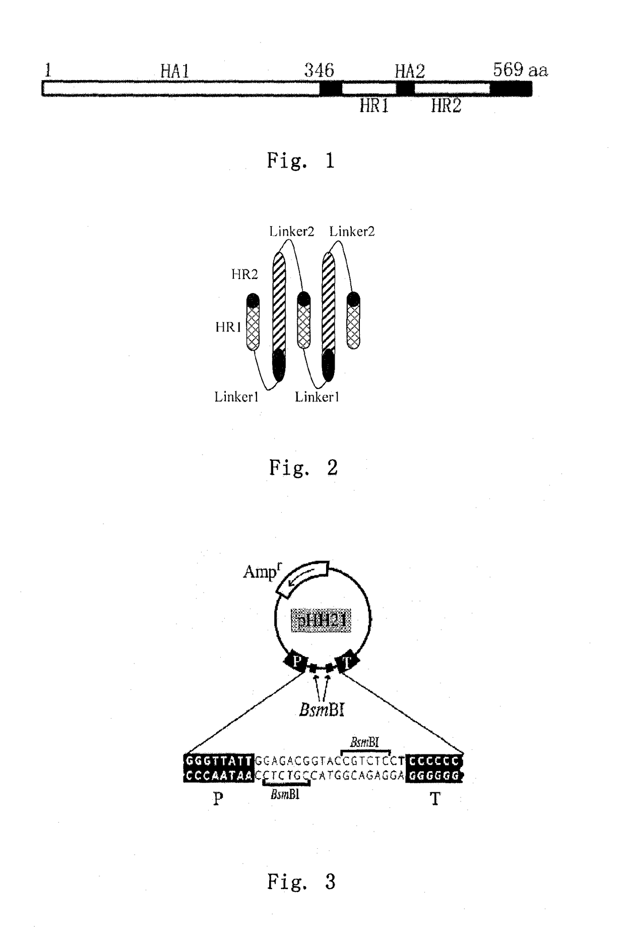 Method and medicament for inhibiting the infection of influenza virus