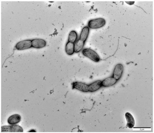 Halophilic denitrifying bacterium YL5-2 and application thereof