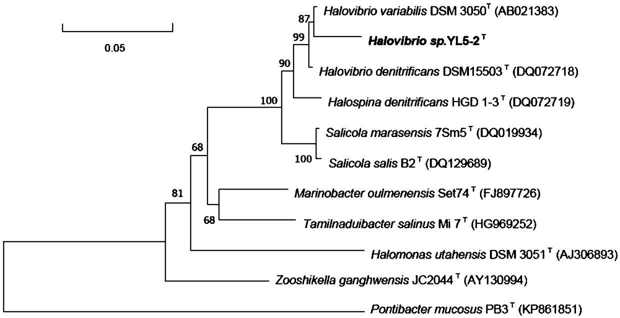 Halophilic denitrifying bacterium YL5-2 and application thereof