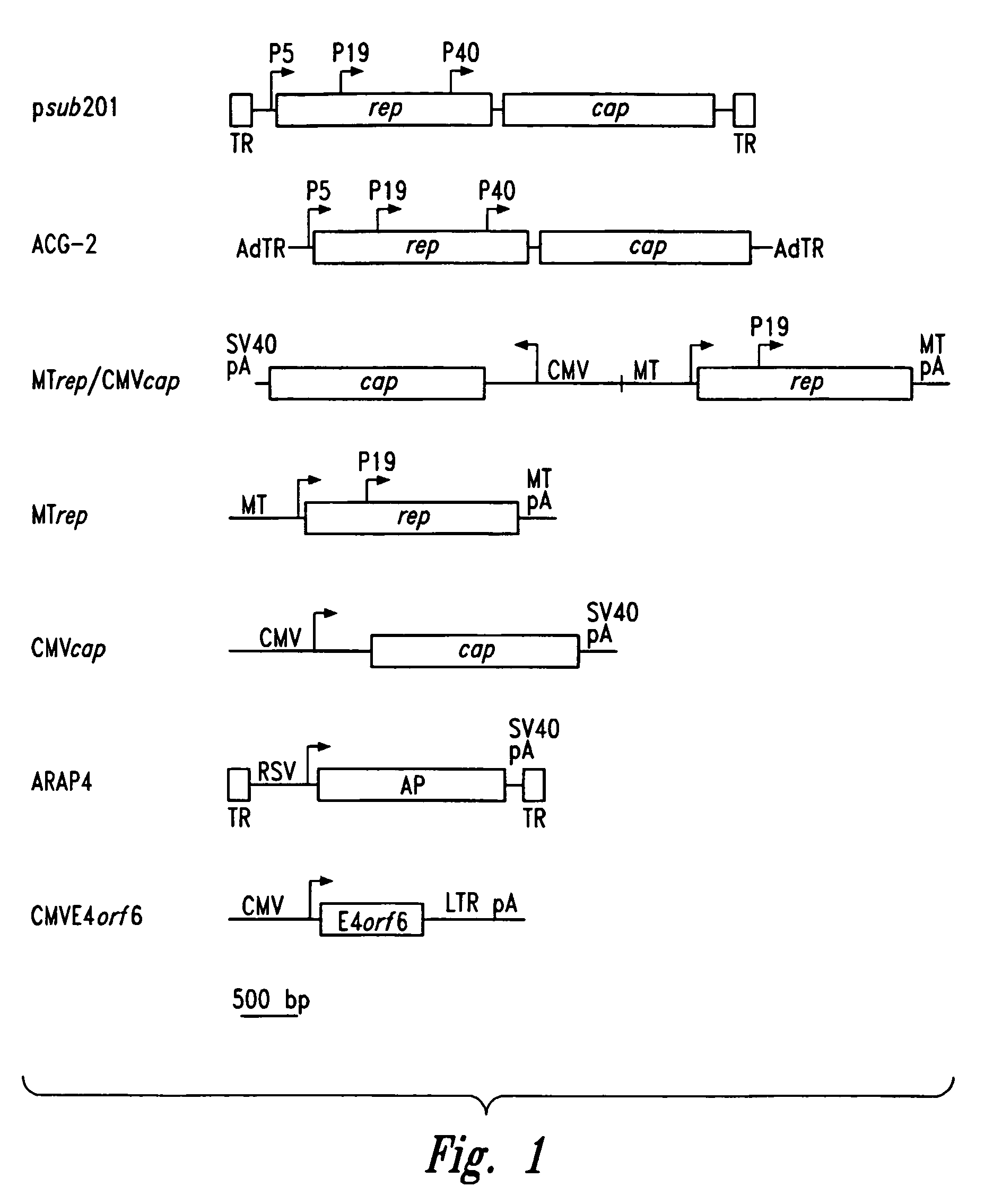 Compositions and methods for efficient AAV vector production