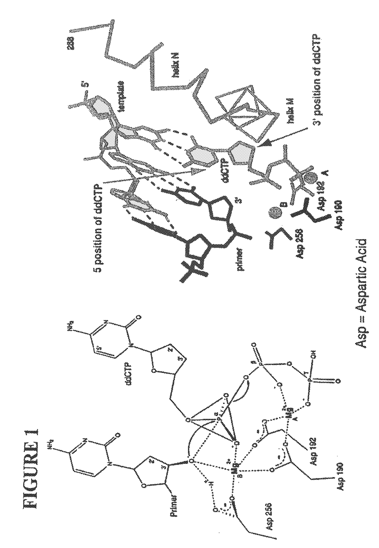 Massive parallel method for decoding DNA and RNA