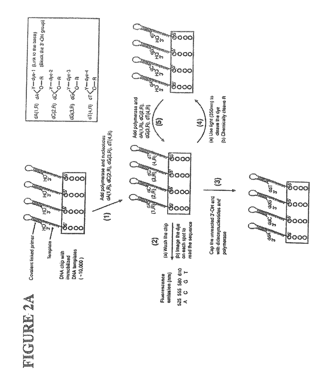 Massive parallel method for decoding DNA and RNA