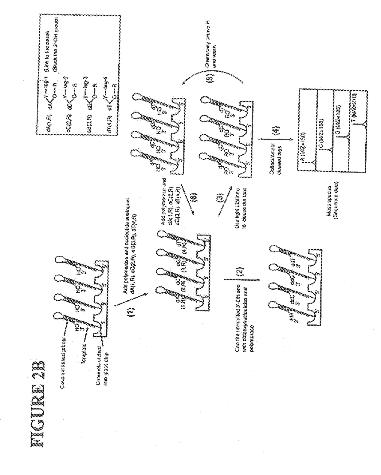 Massive parallel method for decoding DNA and RNA