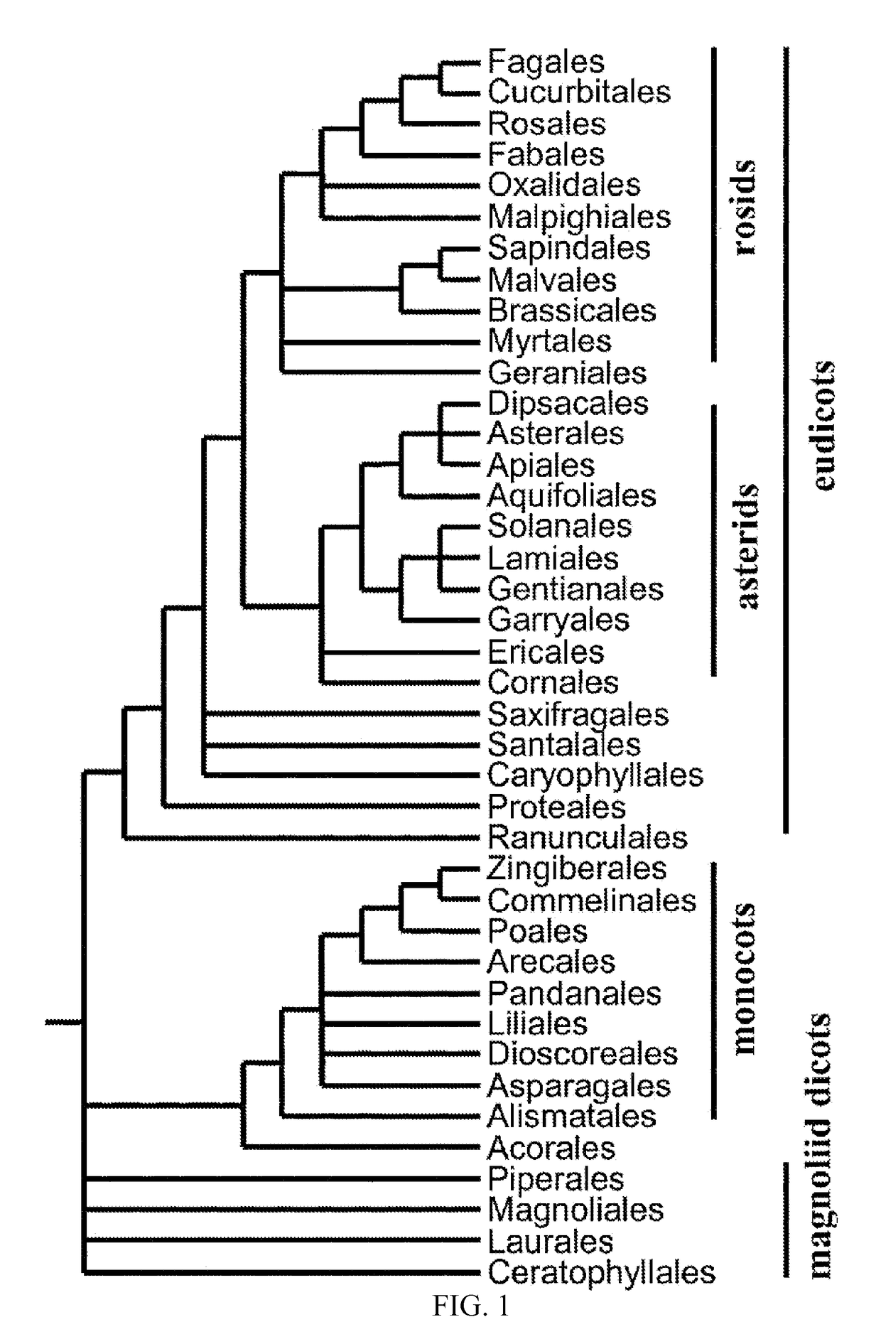 Enhancement of plant yield vigor and stress tolerance