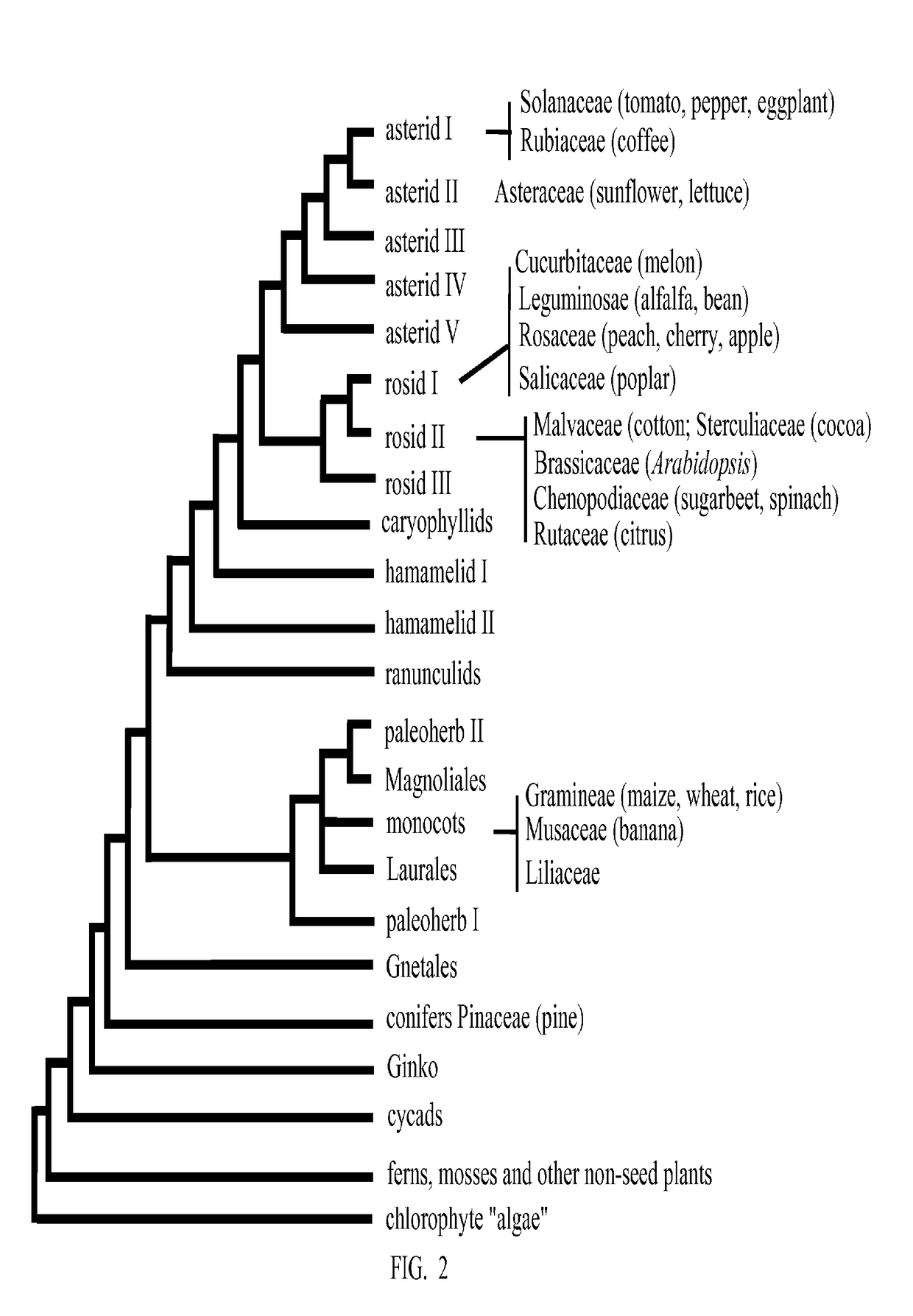 Enhancement of plant yield vigor and stress tolerance