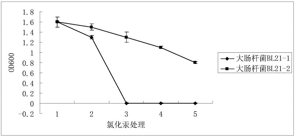 A recombinant plasmid, construction method, recombinant engineering bacteria and application for removing mercury pollution from industrial wastewater