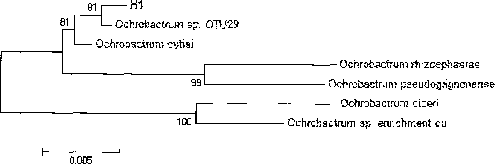 Application of Ochrobactrum sp. bacterial (H1) in quinoline degradation