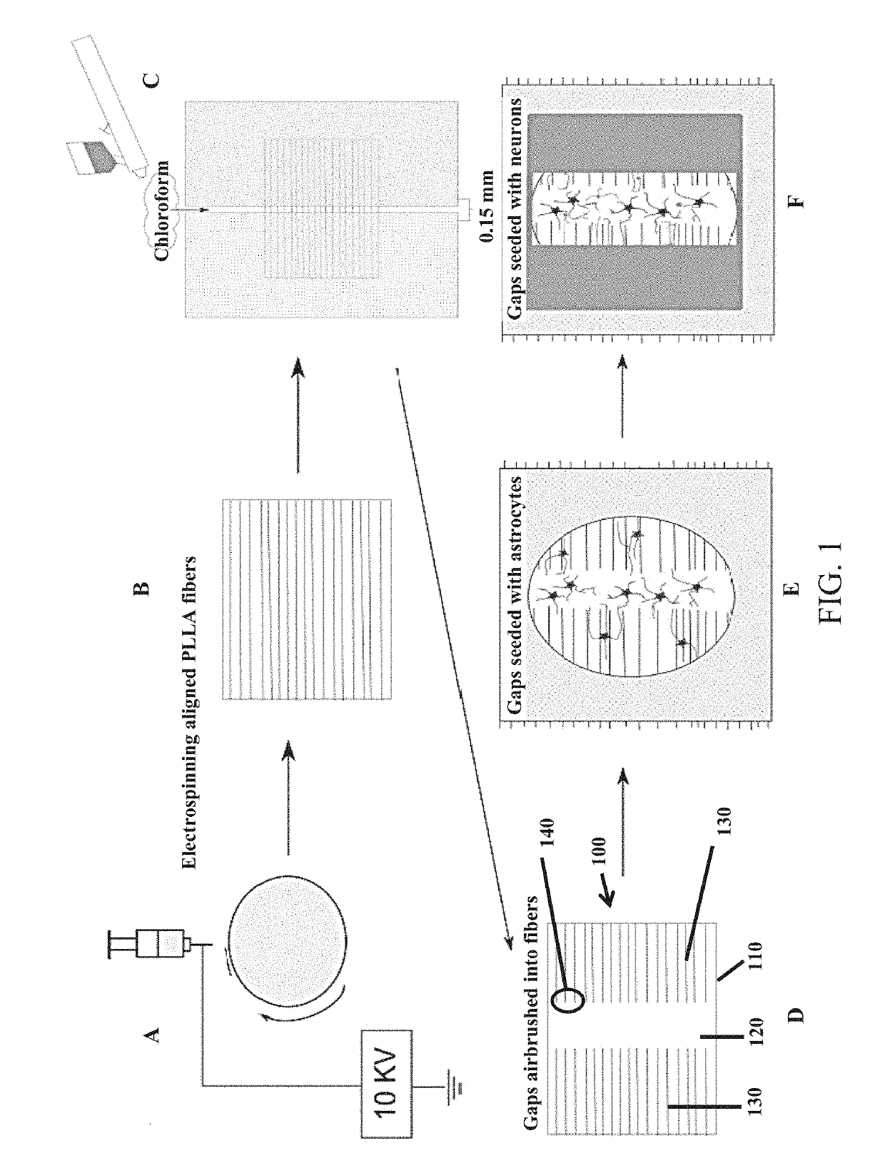 In vitro culture model of anisotropic to isotropic transitions