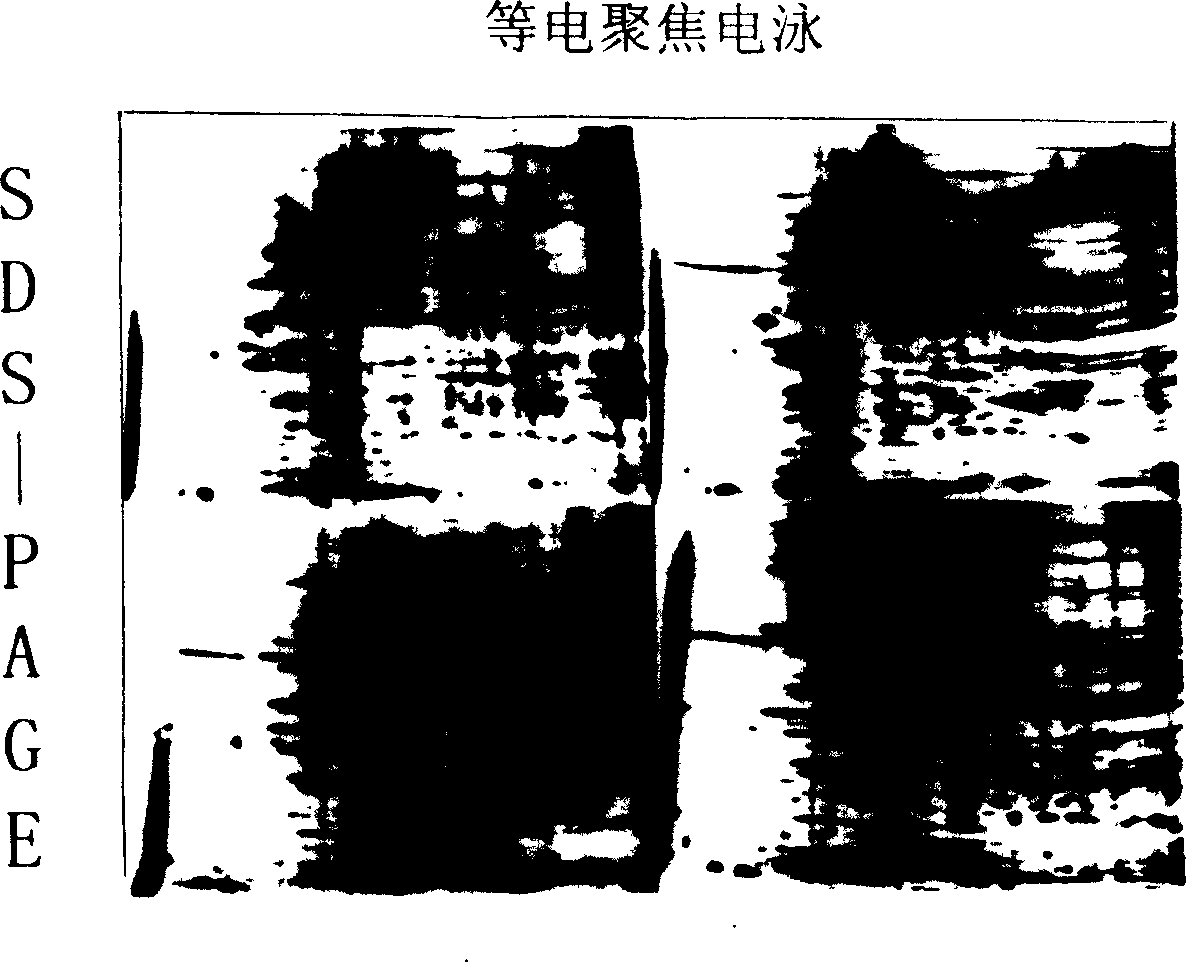 Method for separating silk gland cell of silkworm suited to researches in molecular biology