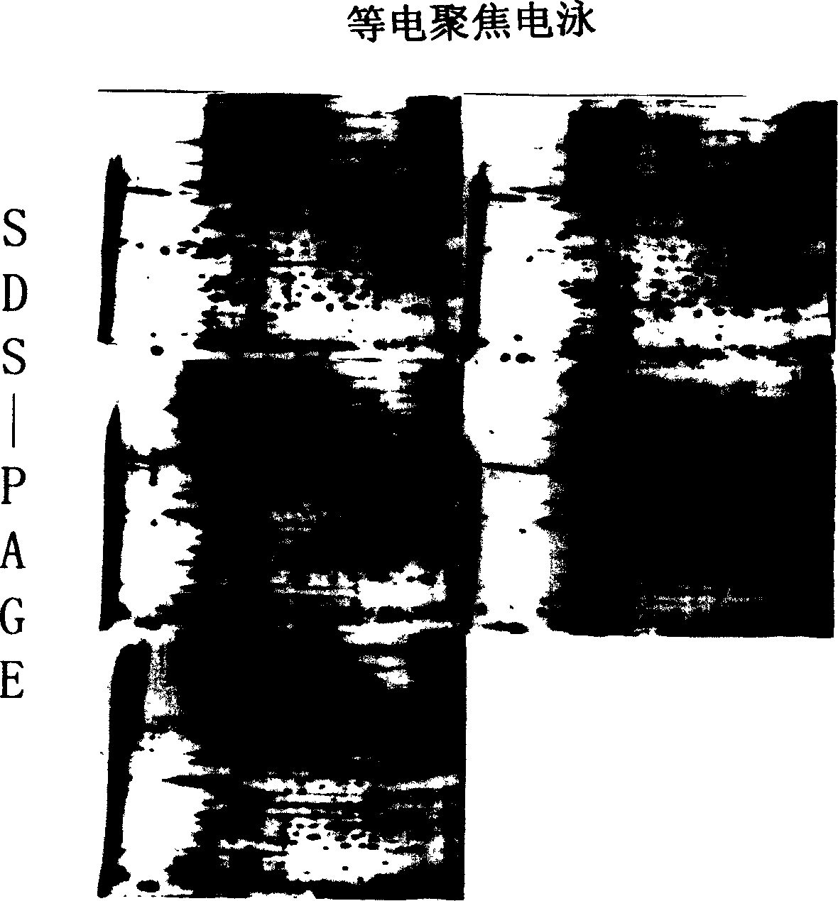 Method for separating silk gland cell of silkworm suited to researches in molecular biology