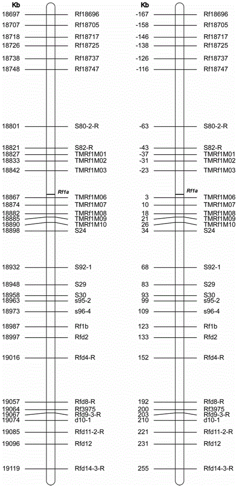 Molecular markers for haplotype identification of paddy rice CMS restoring gene Rf-1 segment and applications thereof