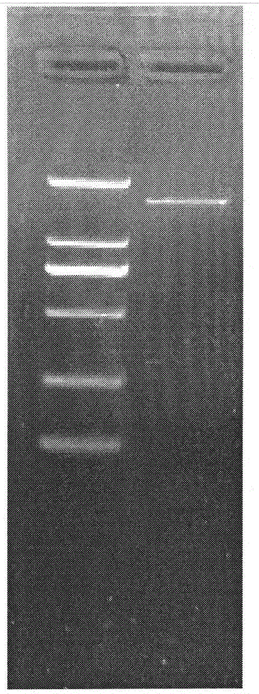 Eimeria tenella serine/threonine protein kinase (Et STK) gene and application thereof