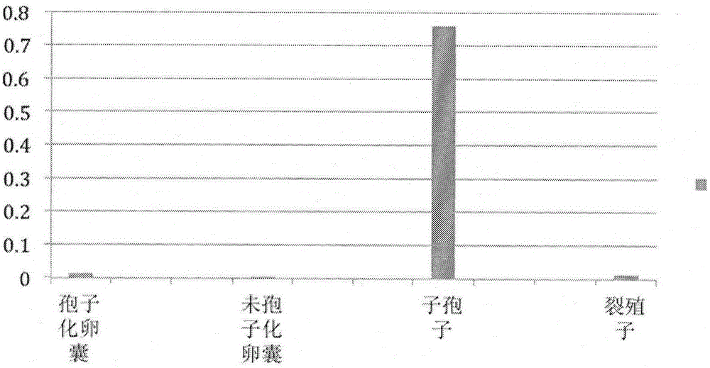 Eimeria tenella serine/threonine protein kinase (Et STK) gene and application thereof