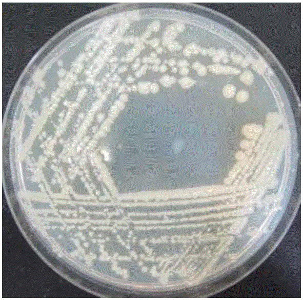 Anti-antimony bacteria NXH2 and applications thereof