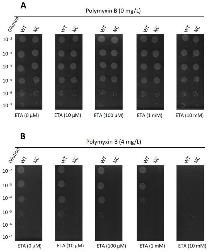 A small molecule inhibitor of polymyxin-resistant protein and its application