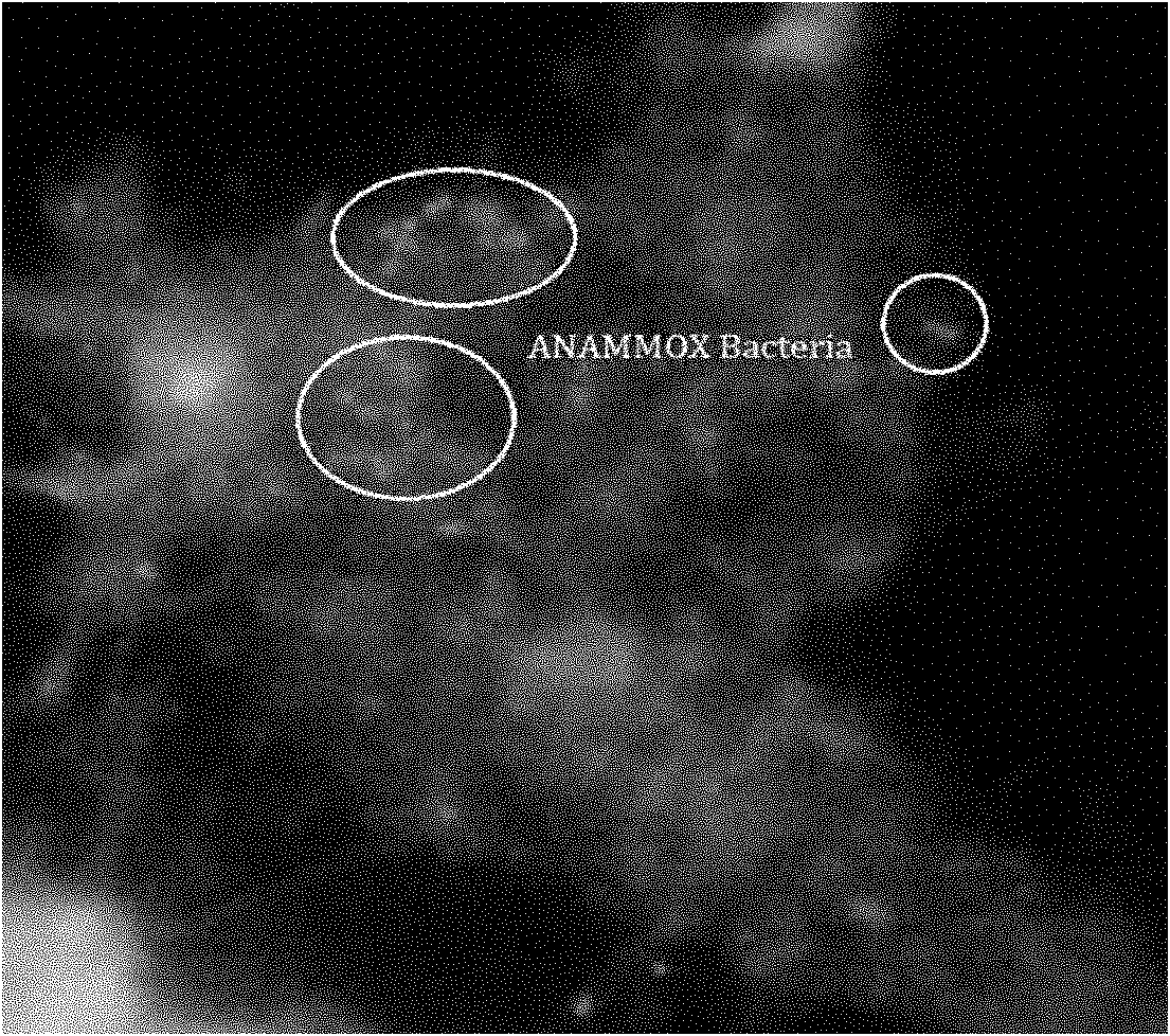 Method for enriching and culturing anaerobic ammonia oxidizing bacteria by using membrane bioreactor