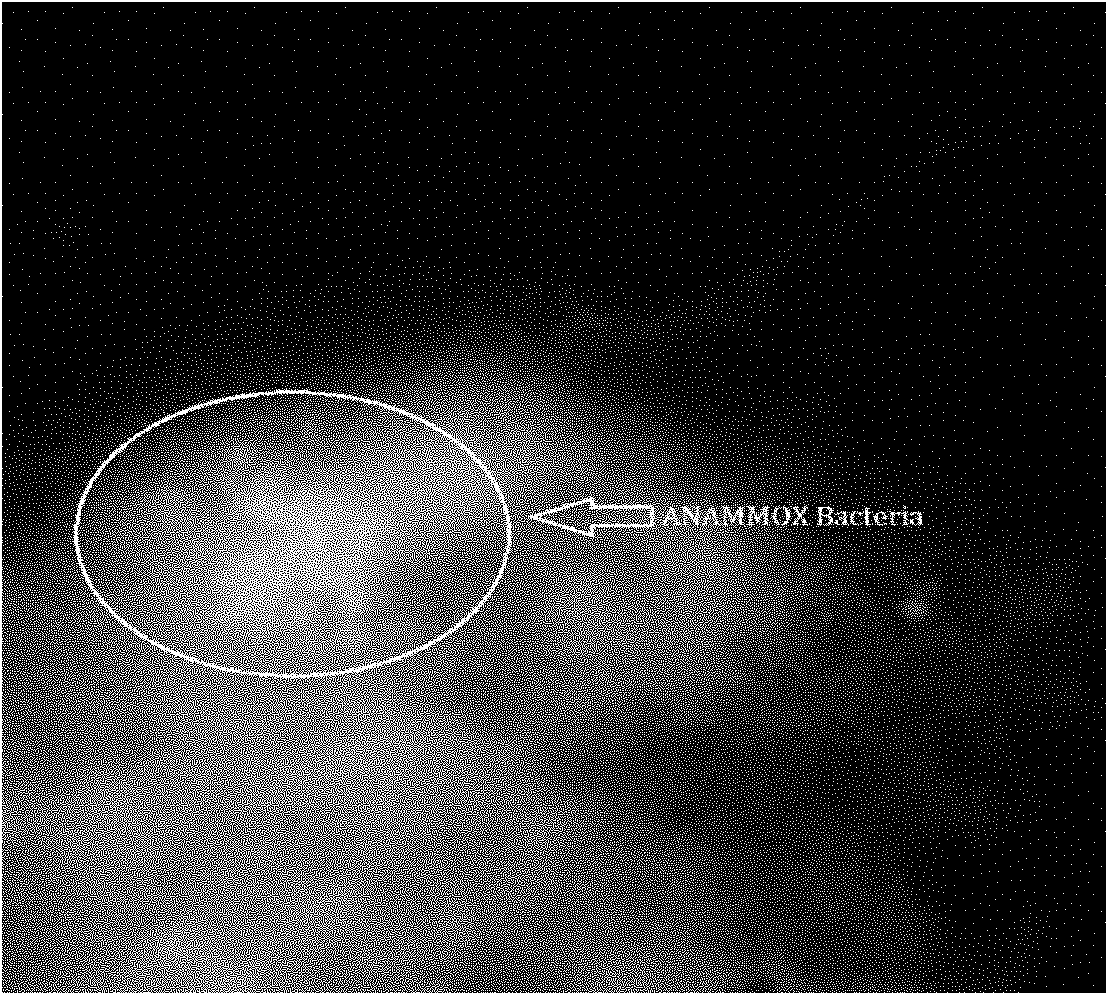 Method for enriching and culturing anaerobic ammonia oxidizing bacteria by using membrane bioreactor