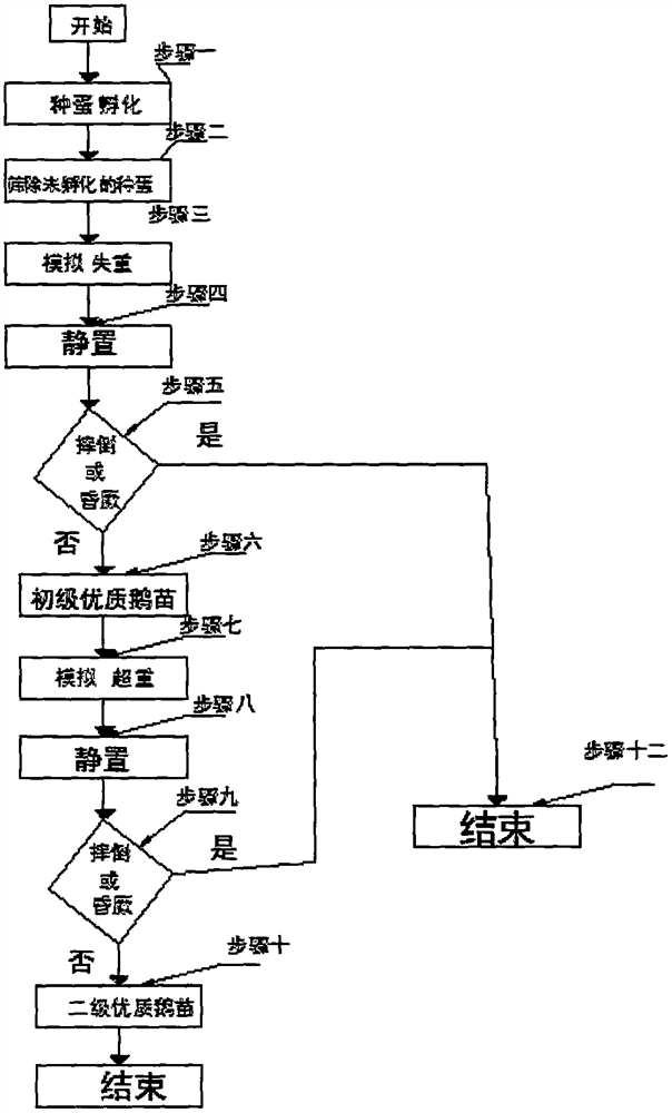 Gosling screening method in goose breeding process