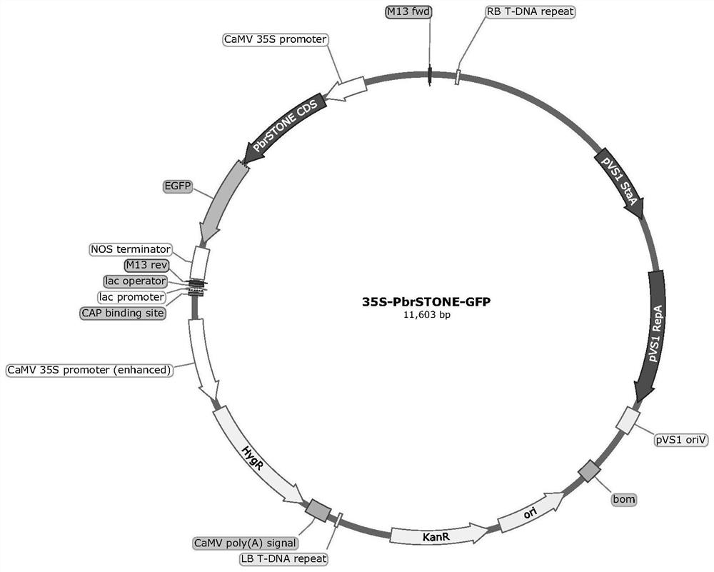 Pear PbrSTONE gene and application thereof