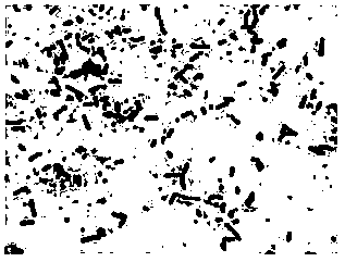 Inactivated lactobacillus effervescent tablets and preparation method thereof