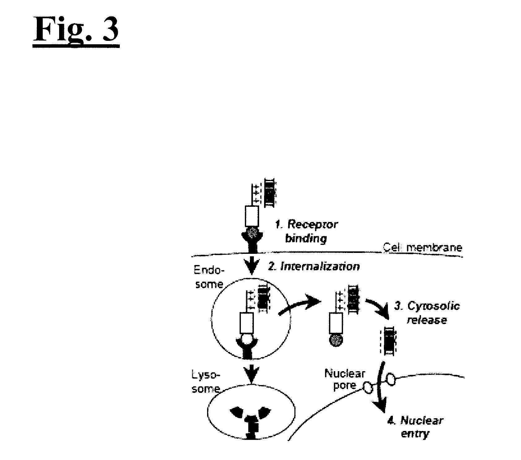 Self-assembling complex for targeting chemical agents to cells