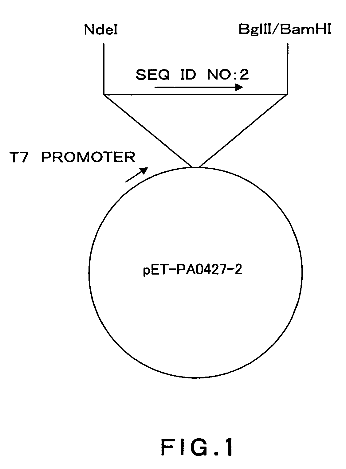 Pseudomonas aeruginosa outer membrane protein PA0427