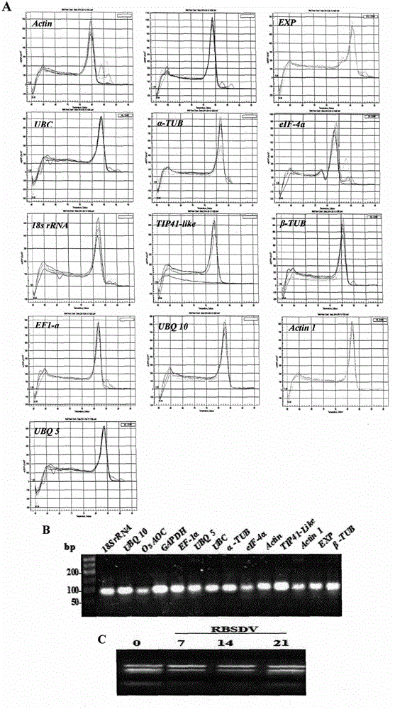 Double reference genes (UBC and Actinl) for gene function analysis on RBSDV (rice black-streaked dwarf virus) infected plant and application of double reference genes (UBC and Actinl)