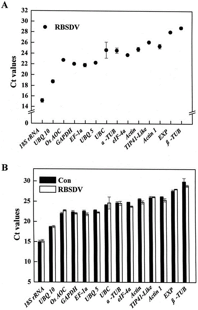 Double reference genes (UBC and Actinl) for gene function analysis on RBSDV (rice black-streaked dwarf virus) infected plant and application of double reference genes (UBC and Actinl)