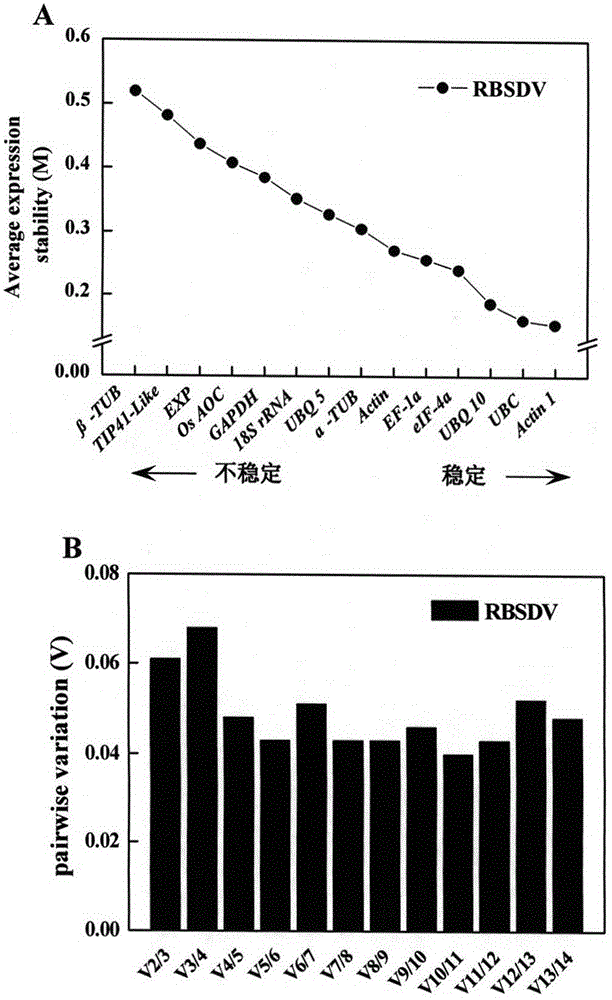 Double reference genes (UBC and Actinl) for gene function analysis on RBSDV (rice black-streaked dwarf virus) infected plant and application of double reference genes (UBC and Actinl)